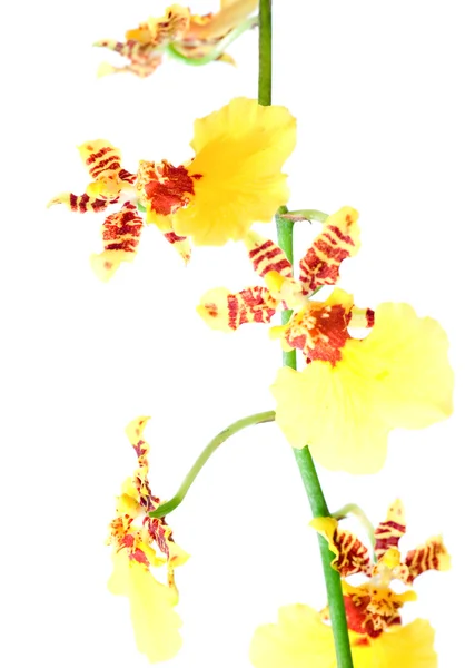 노란 난초 꽃 — 스톡 사진