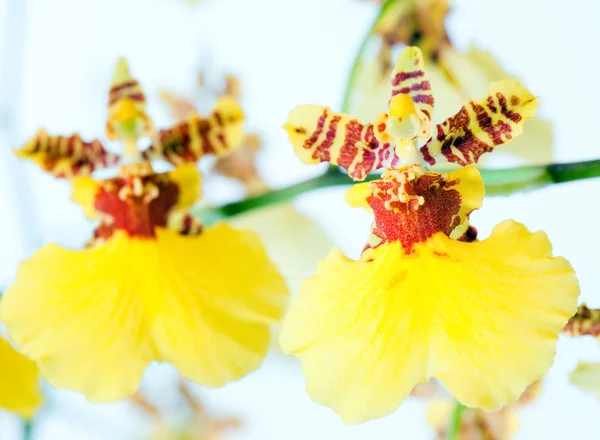 Orchidea kwiat — Zdjęcie stockowe