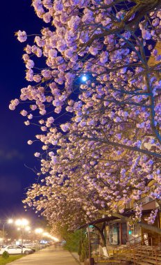 gece kentsel görünümü ile Japon kiraz çiçeği
