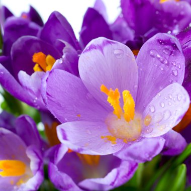 Crocus flower clipart