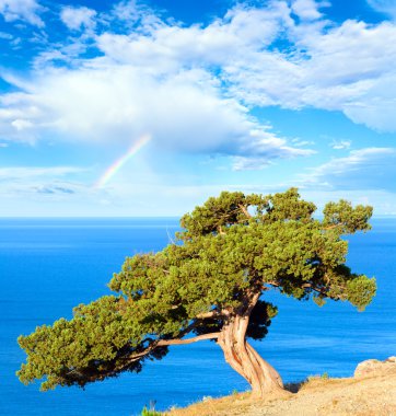 Juniper tree, sea and rainbow clipart