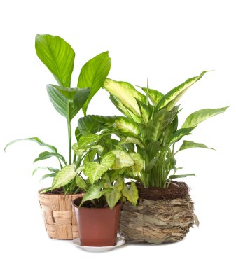 Group of window plant clipart