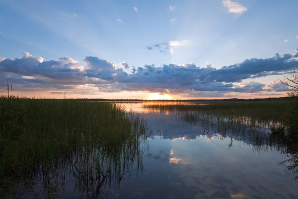 夏イグサの茂った湖の夕景 — ストック写真