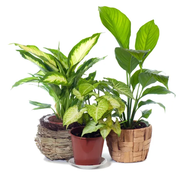 Group of window plant — Stock Photo, Image