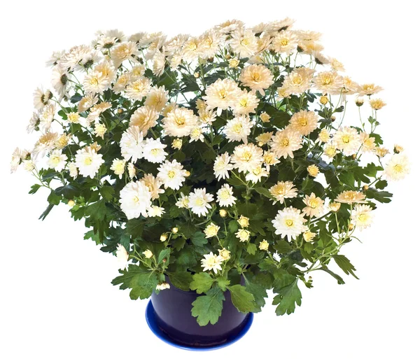 White chrysanthemum in flowerpot — Stock Photo, Image