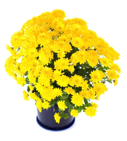 Yellow chrysanthemum in flowerpot — Stock Photo, Image