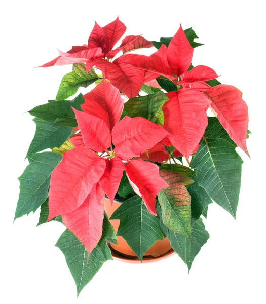 Krásné červené vánoční hvězda rostlina izolované na bílém — Stock fotografie