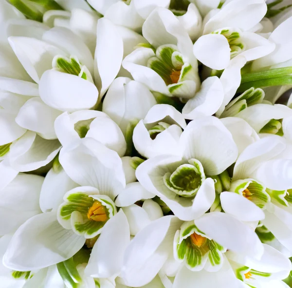 Snowdrop flowers background — Stock Photo, Image