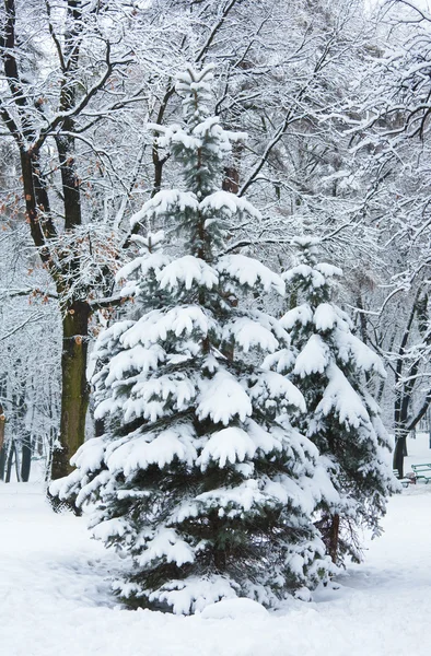 겨울 도시 공원 — 스톡 사진