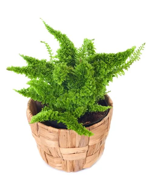 Window plant "Nephrolepis exaltata" — Stock Photo, Image