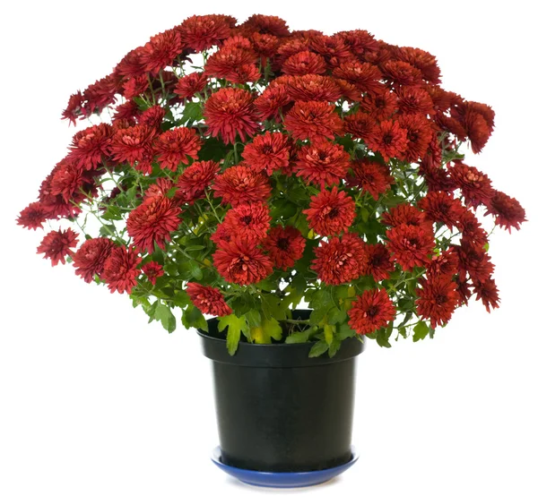 Porpora crisantemo n vaso da fiori — Foto Stock