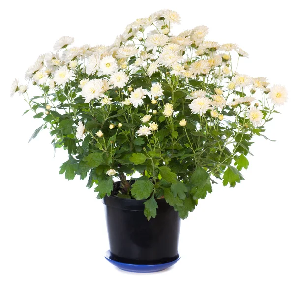 Bílá chryzantéma květináč — Stock fotografie