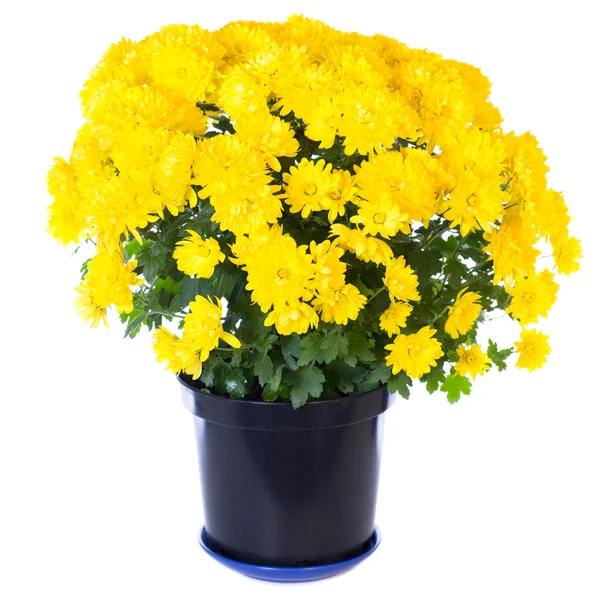 Chrysanthème jaune en pot de fleurs — Photo