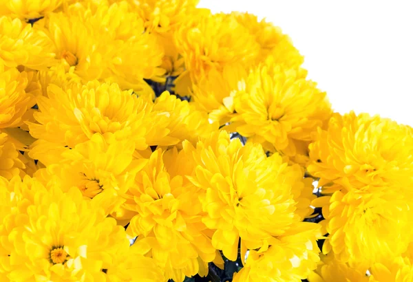 Crizantemă — Fotografie, imagine de stoc