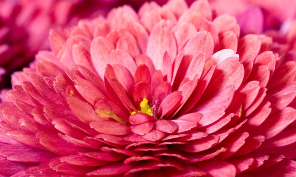 Chrysanthemum — Stock Photo, Image