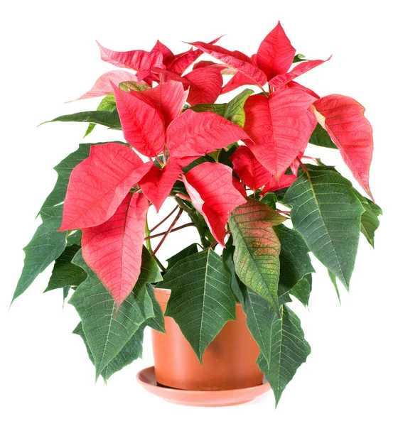 Krásné červené vánoční hvězda rostlina izolované na bílém — Stock fotografie