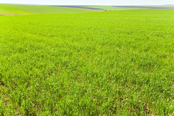 Beautiful spring wheat field — Stock Photo, Image