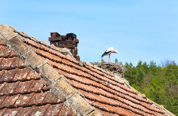 Zwart-witte ooievaar in nest op het dak. — Stockfoto