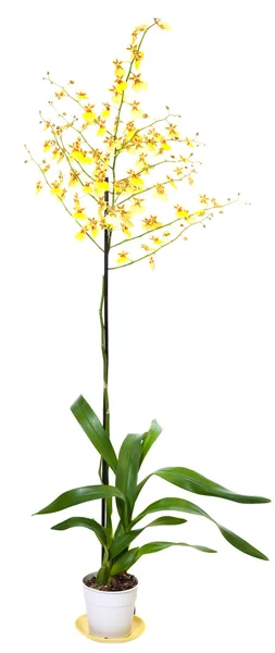 Gele orchidee bloemen planten geïsoleerd op wit — Stockfoto