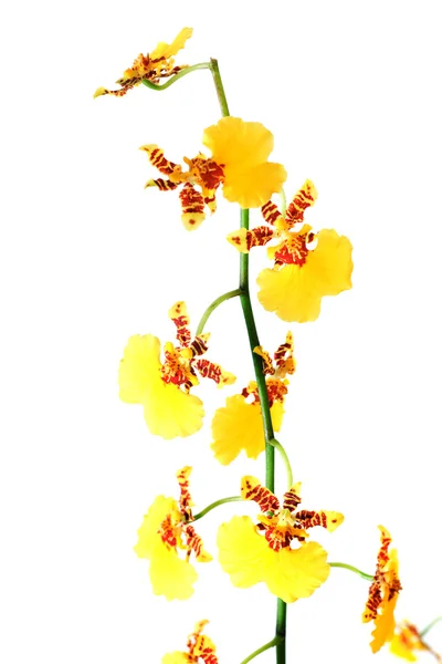Fiore orchidea gialla — Foto Stock