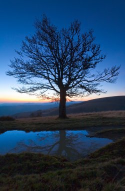 Lonely autumn naked tree on night mountain hill top clipart