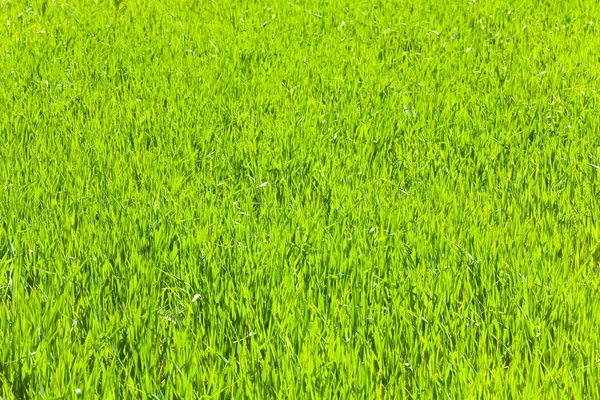 Zielona trawa wiosna (na tle przyrody) — Zdjęcie stockowe