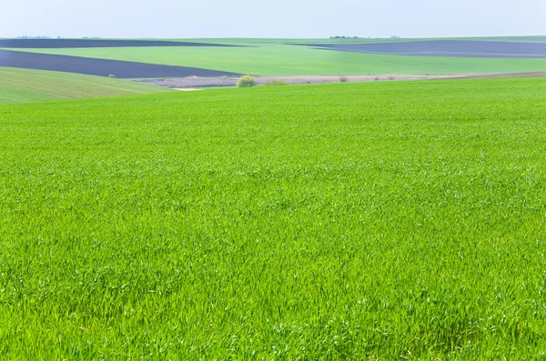 Güzel bahar buğday alanı — Stok fotoğraf