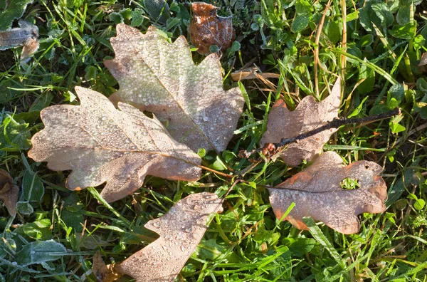 Torr oaken lämnar med rimfrost — Stockfoto