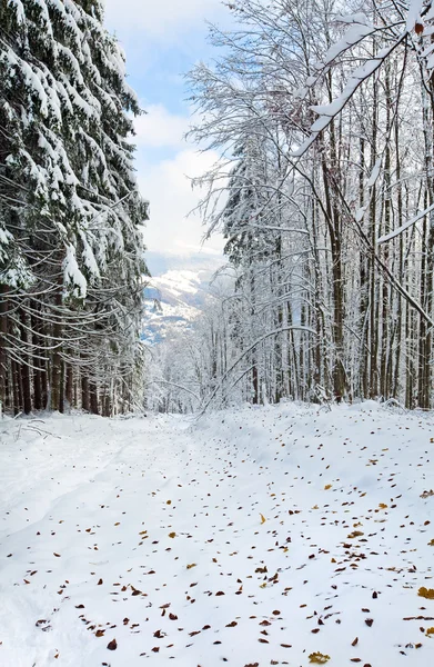 フォレスト内の最初の冬の雪と昨年秋葉します。 — ストック写真
