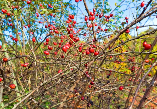 Bush with red hips — Stock Photo, Image