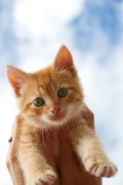 Zvědavé kotě — Stock fotografie