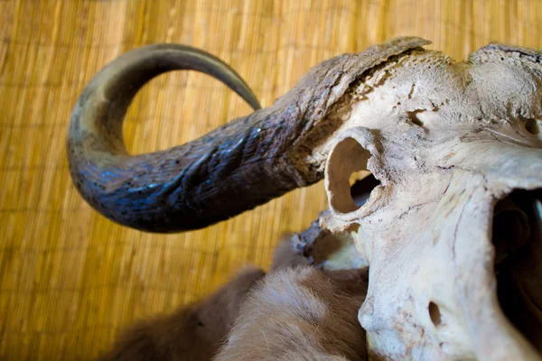 stock image Water buffalo