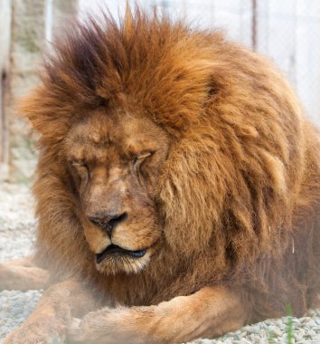 Zoo Lion clipart