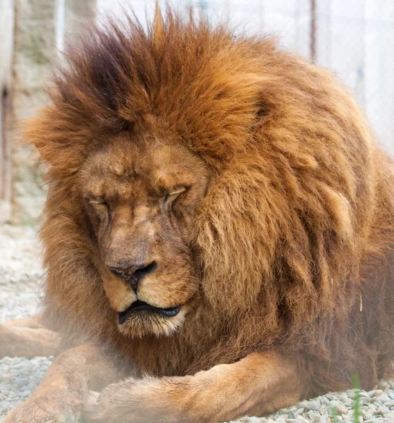 Ζωολογικό κήπο λιοντάρι — Φωτογραφία Αρχείου