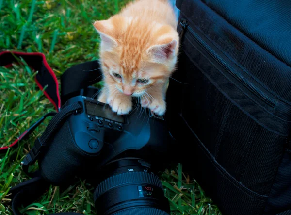Gattino curioso — Foto Stock