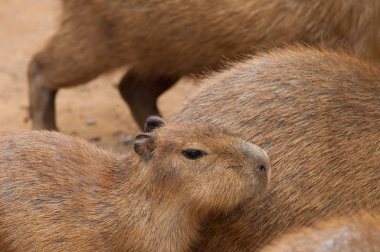 Capibara, dev kemirgen