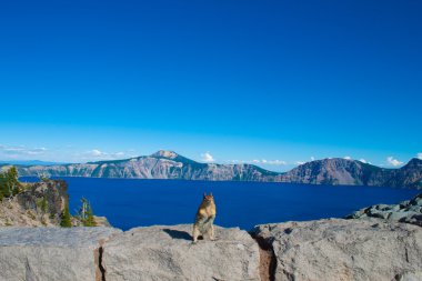 Crater lake chip munk clipart