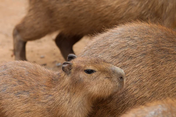 Kapybara, jätte gnagare — Stockfoto