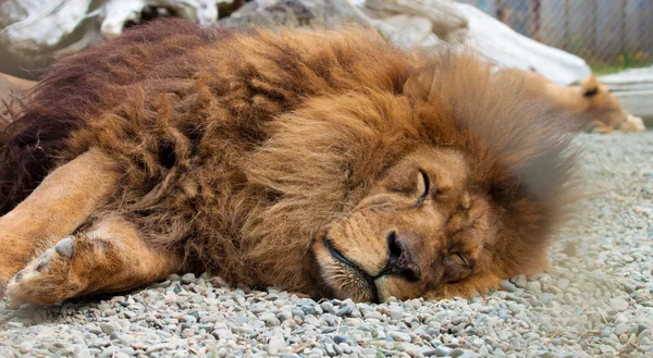 León durmiendo —  Fotos de Stock