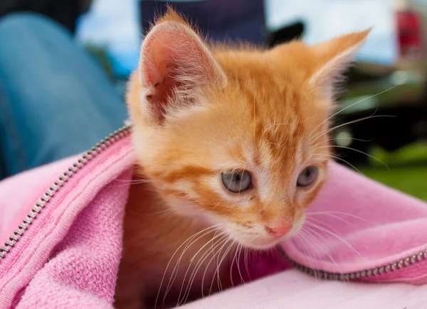 Curious Kitten Washington Looking Cover Warmth — Stock Photo, Image