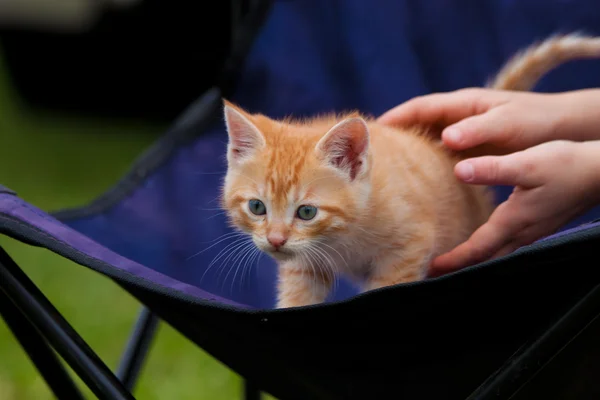 Curious Kitten — Stock Photo, Image