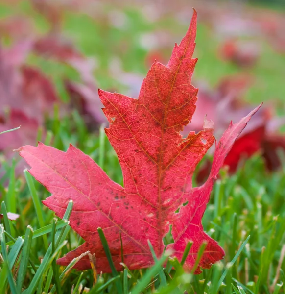 Autum Maple Leaves — Stock Photo, Image
