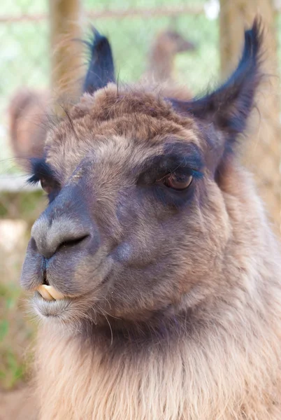 Lama eller lamadjur — ストック写真