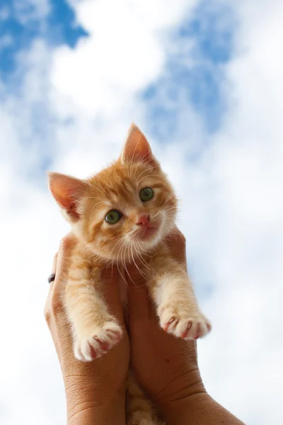 興味津 々 の子猫 — ストック写真