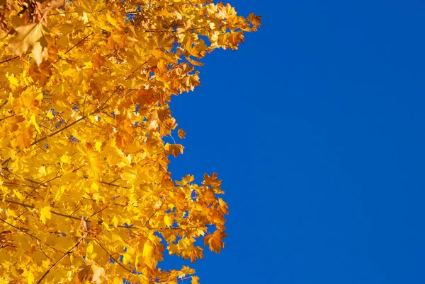 Березовые Ветви Ярко Желтыми Листьями — стоковое фото