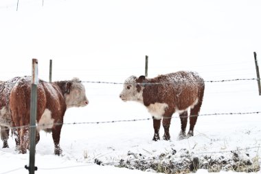 Snow cows clipart