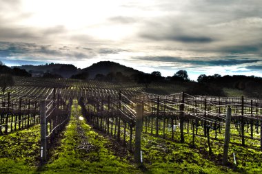 Grape Farm Backlit clipart