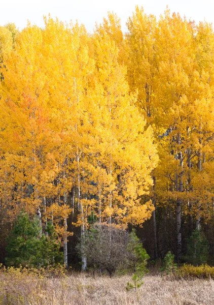 明亮的黄色白桦树在爱达荷州 — 图库照片