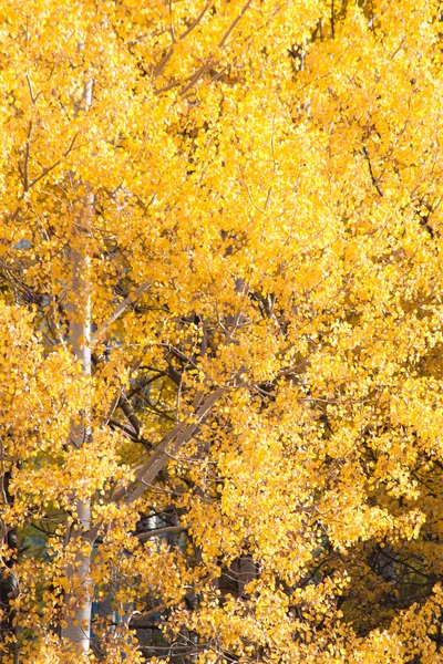 Birch pohon di Oktober — Stok Foto