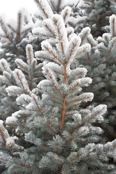 Szlachetny futro zimą — Zdjęcie stockowe